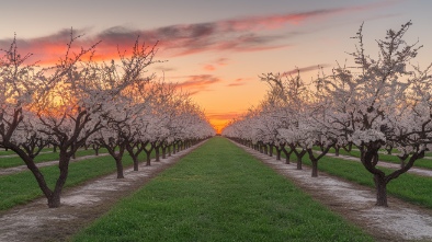 the orchards of maple grove